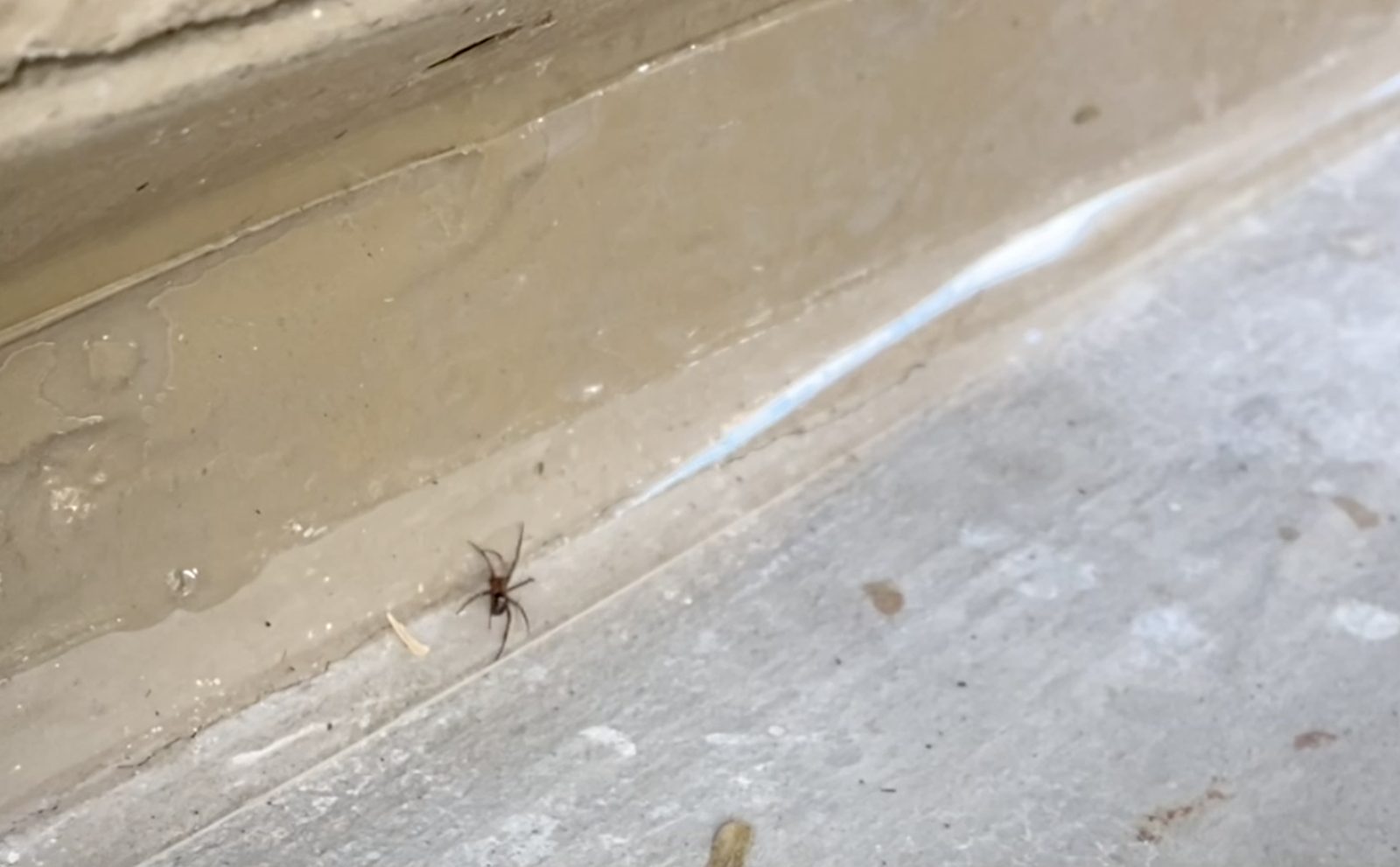 A spider stopped at the edge of Slick Barrier Nano Film